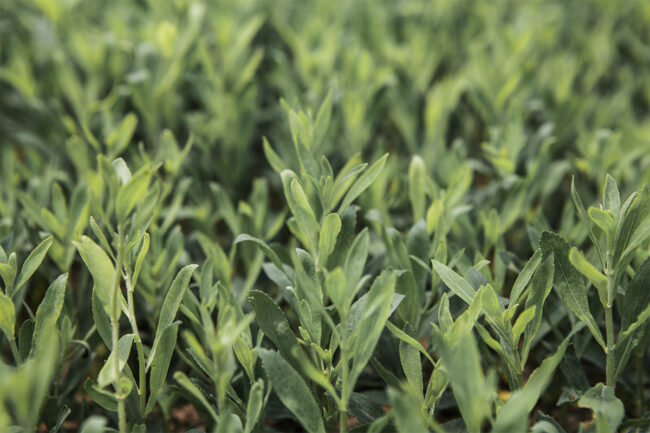 PureCircle stevia plant