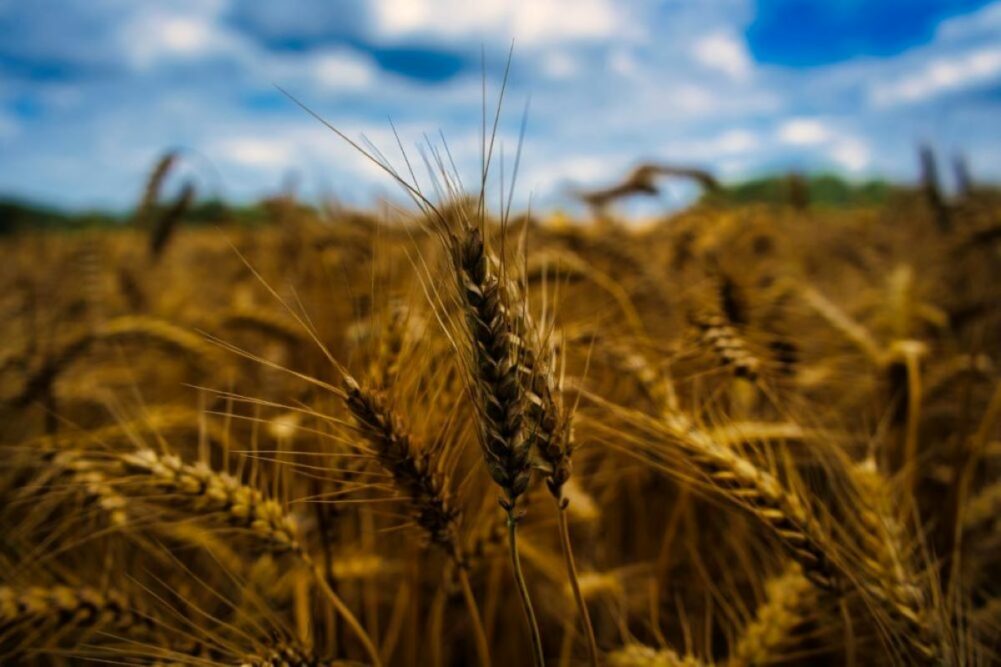 Wheat field