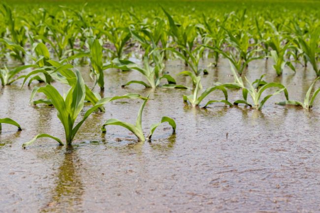 Crops flooded with water