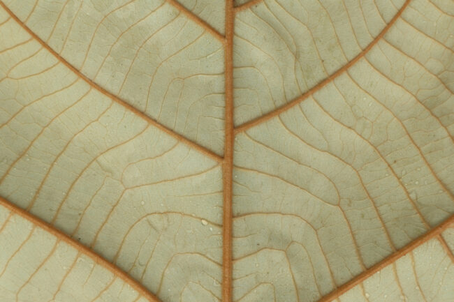 leaf