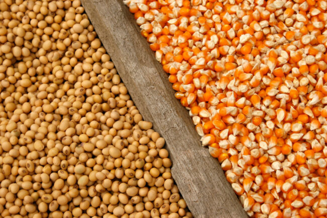 soybeans